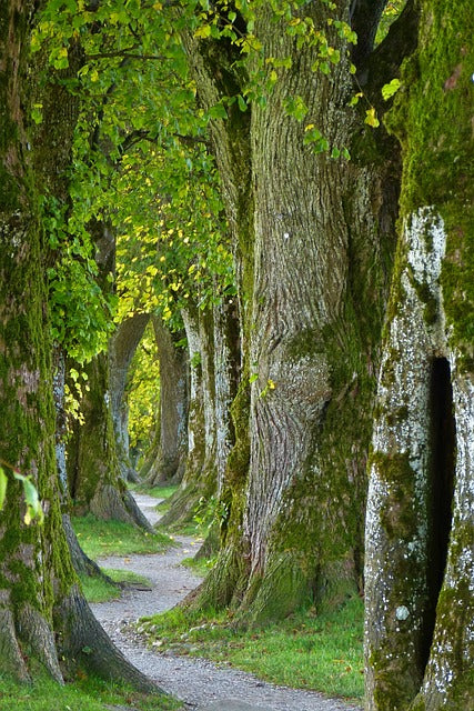 life-path-through-woods