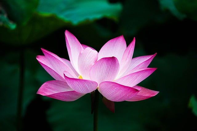 a purple lotus flower