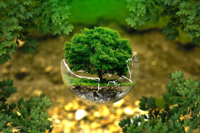 tree in a broken glass ball