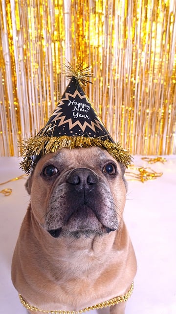 french-bulldog-in-new-years-eve-hat