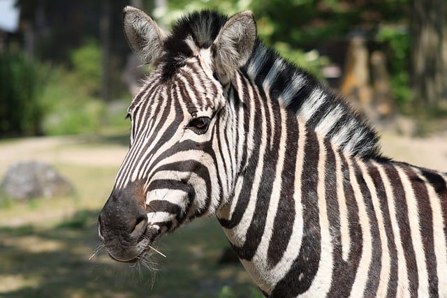 zebra