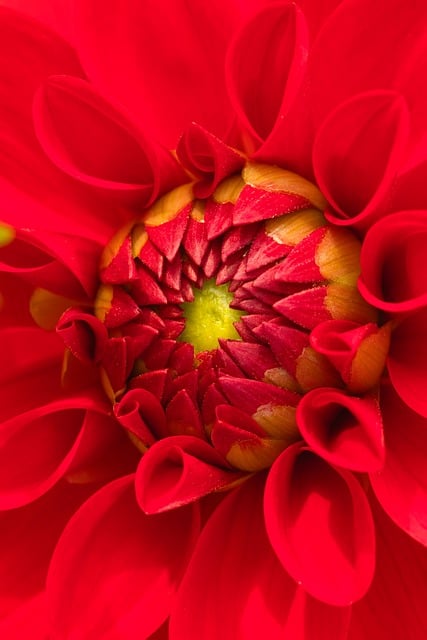 dahlia flower