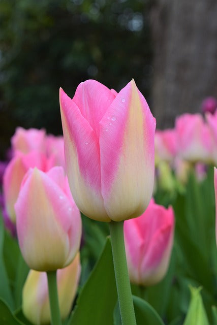 pink and white tuplip