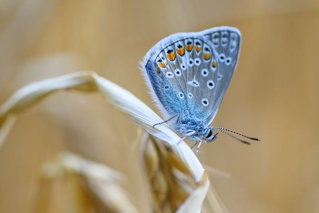 blue butterfly in summer