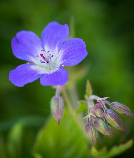 midsummer flower