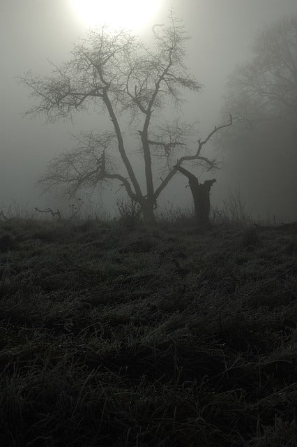 spooky-tree