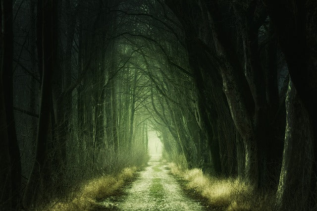 dark woodland path