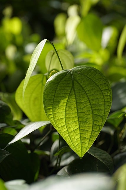 organic black peppercorn leaf