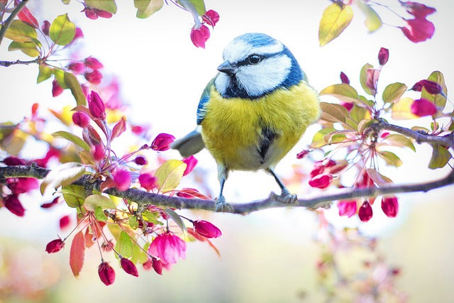 blue tit bird