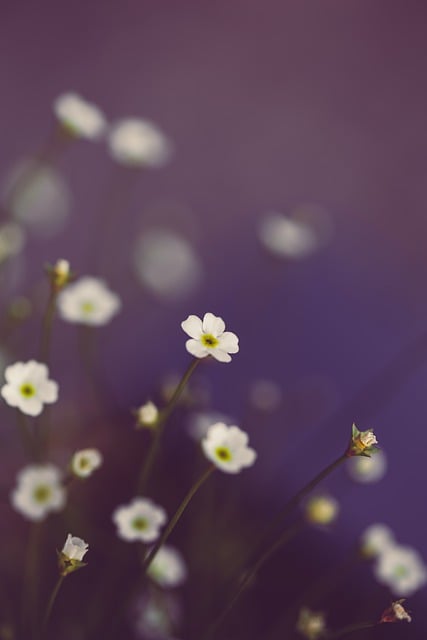 spring-flowers