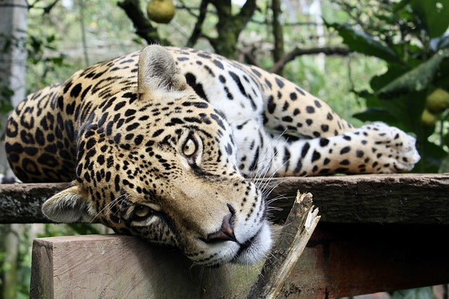 jaguar-laying-on-its-side